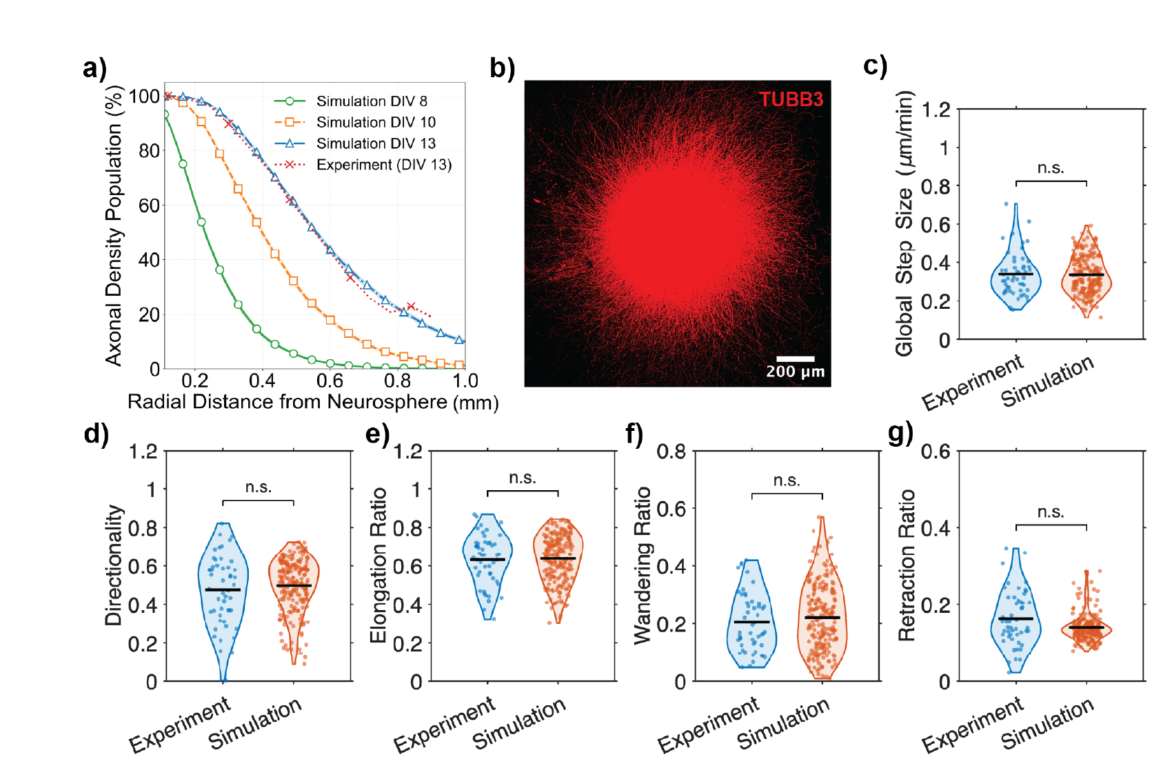 Experimental validation of simulated cortical neurosphere axon topology