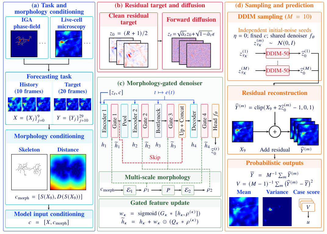 MGRD workflow: morphology conditioning, residual diffusion, gated denoising, and probabilistic neurite forecasts