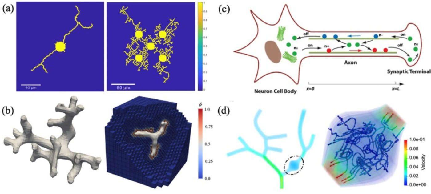 Digital twins of neurons publication thumbnail